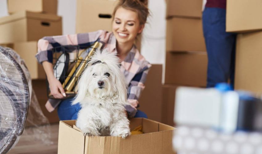 Moving Your Pet to The New Place